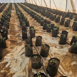 Snapinsta.app_382252846_661483072613513_4908715855054202006_n_1080